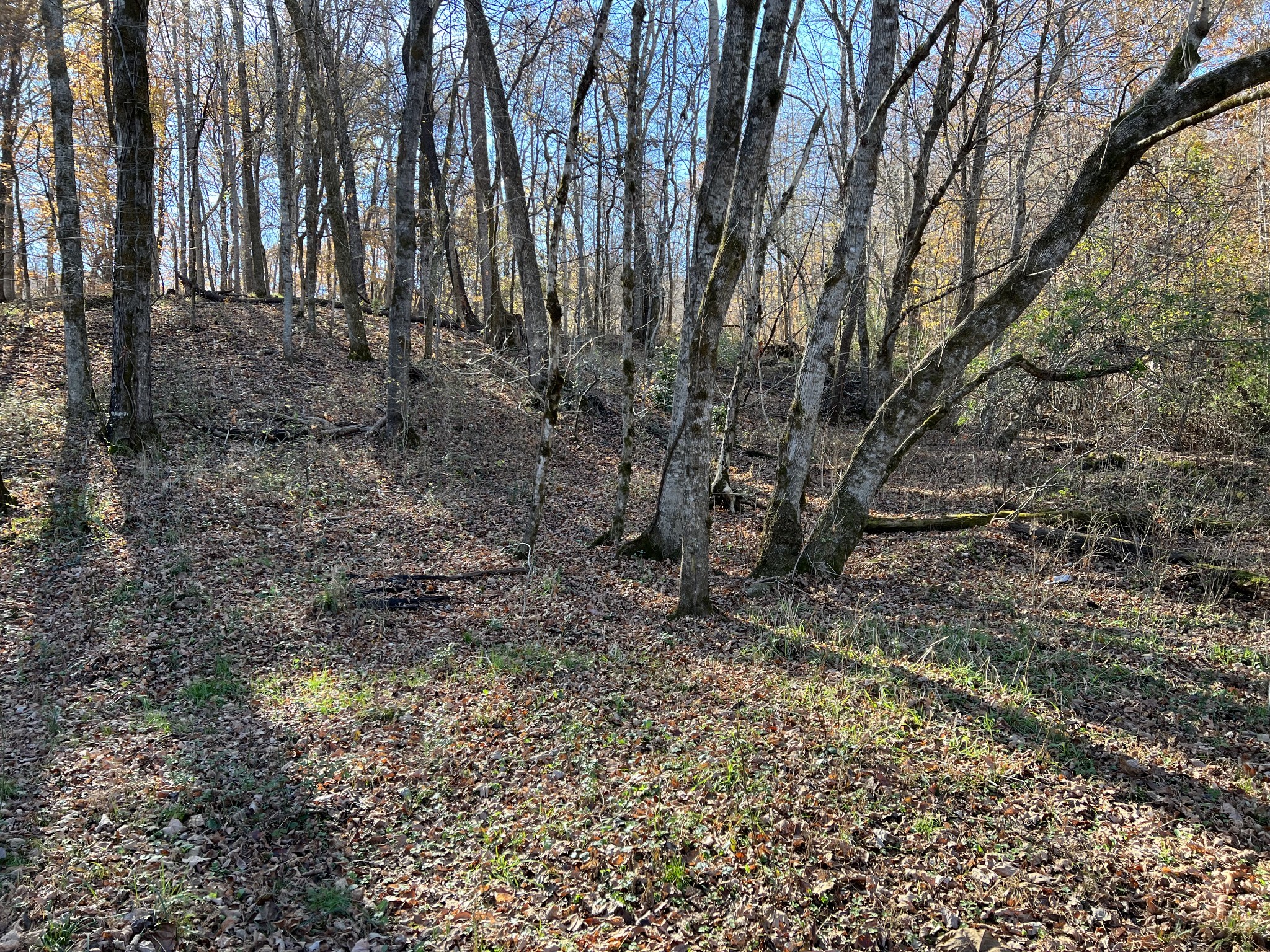 255 Nelson Road Lawrenceburg, TN 38464 - Photo 5 of 67 a view of a yard with large trees