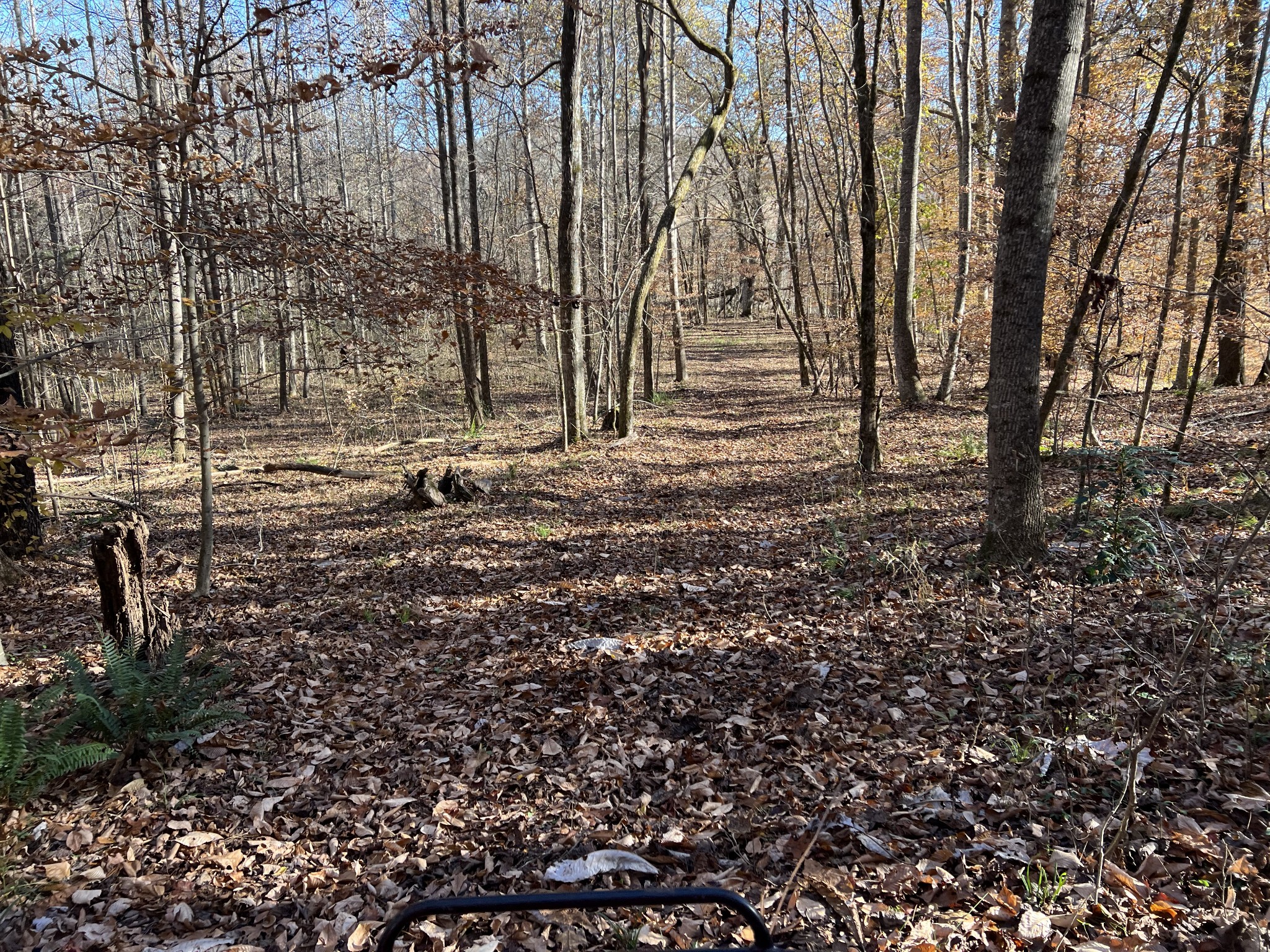 255 Nelson Road Lawrenceburg, TN 38464 - Photo 43 of 67 a view of forest
