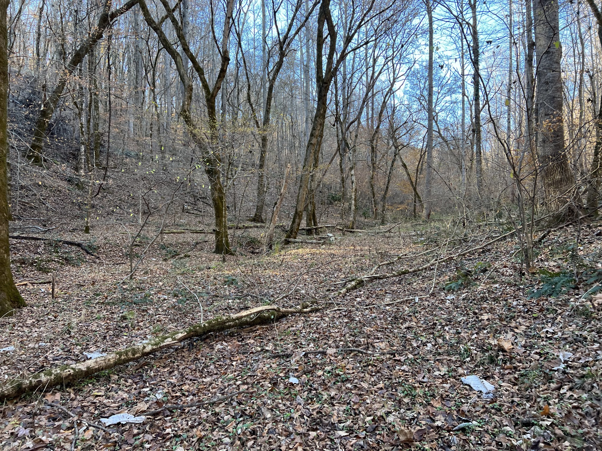 255 Nelson Road Lawrenceburg, TN 38464 - Photo 45 of 67 a view of outdoor space with large trees