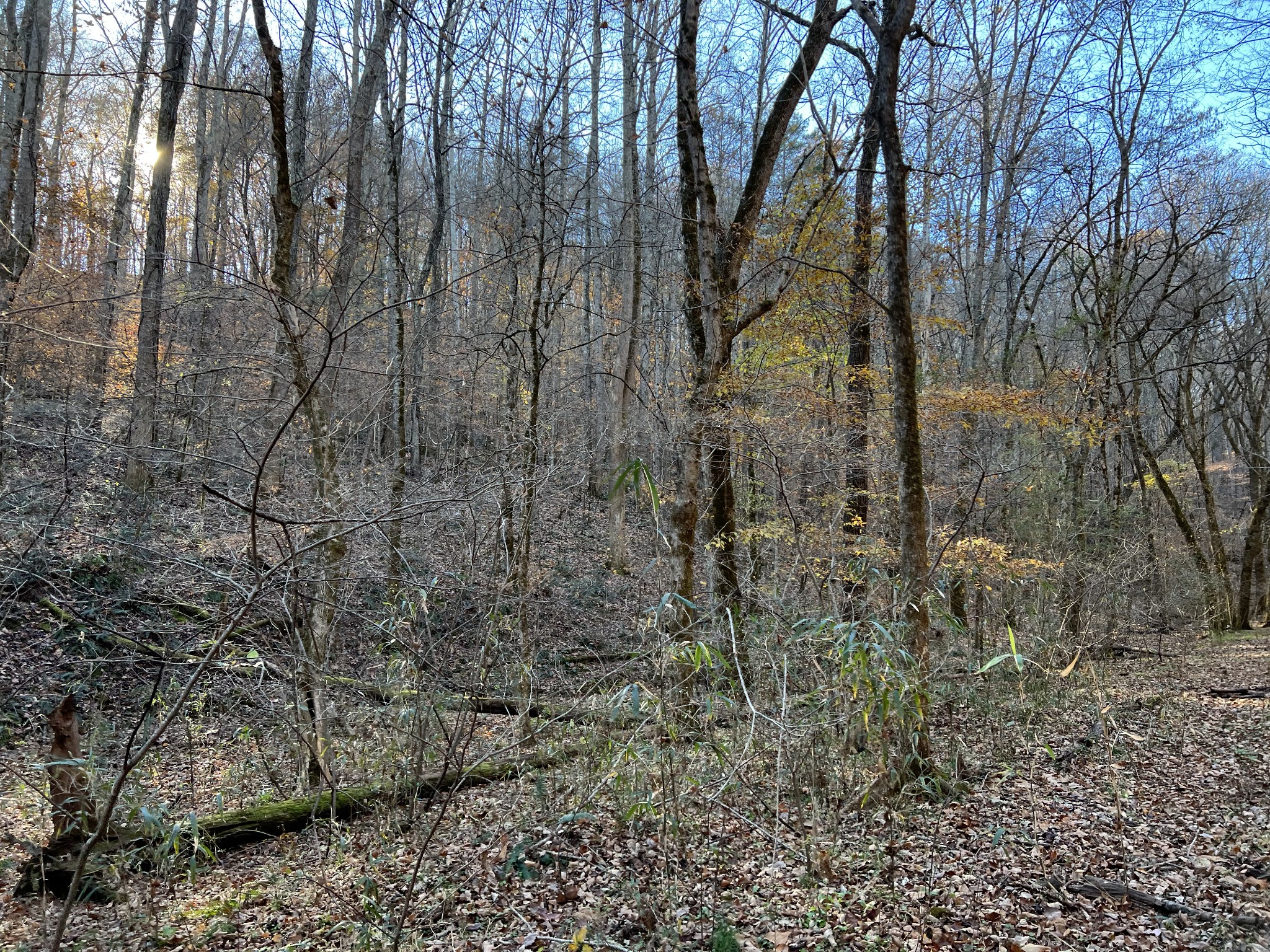 255 Nelson Road Lawrenceburg, TN 38464 - Photo 46 of 67 a view of a yard with a trees
