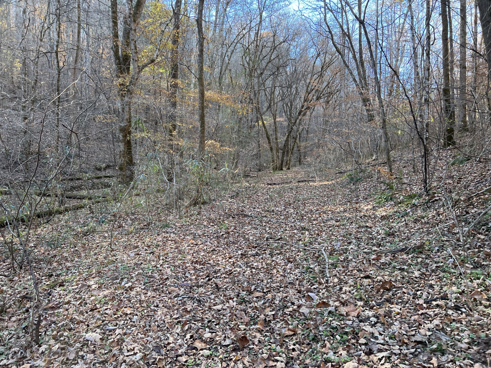 255 Nelson Road Lawrenceburg, TN 38464 - Photo 47 of 67 a view of a yard with large trees