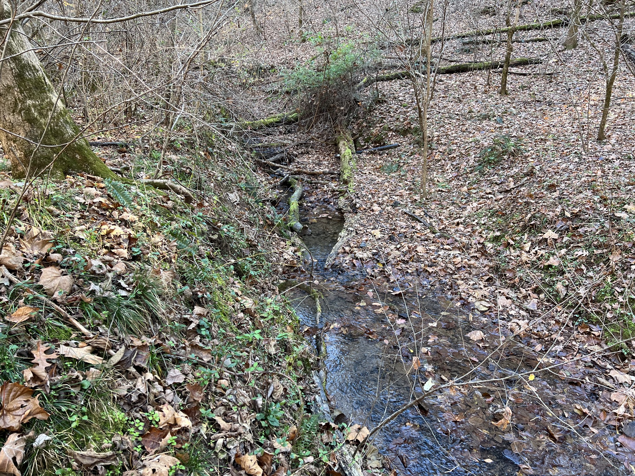 255 Nelson Road Lawrenceburg, TN 38464 - Photo 49 of 67 a view of a yard
