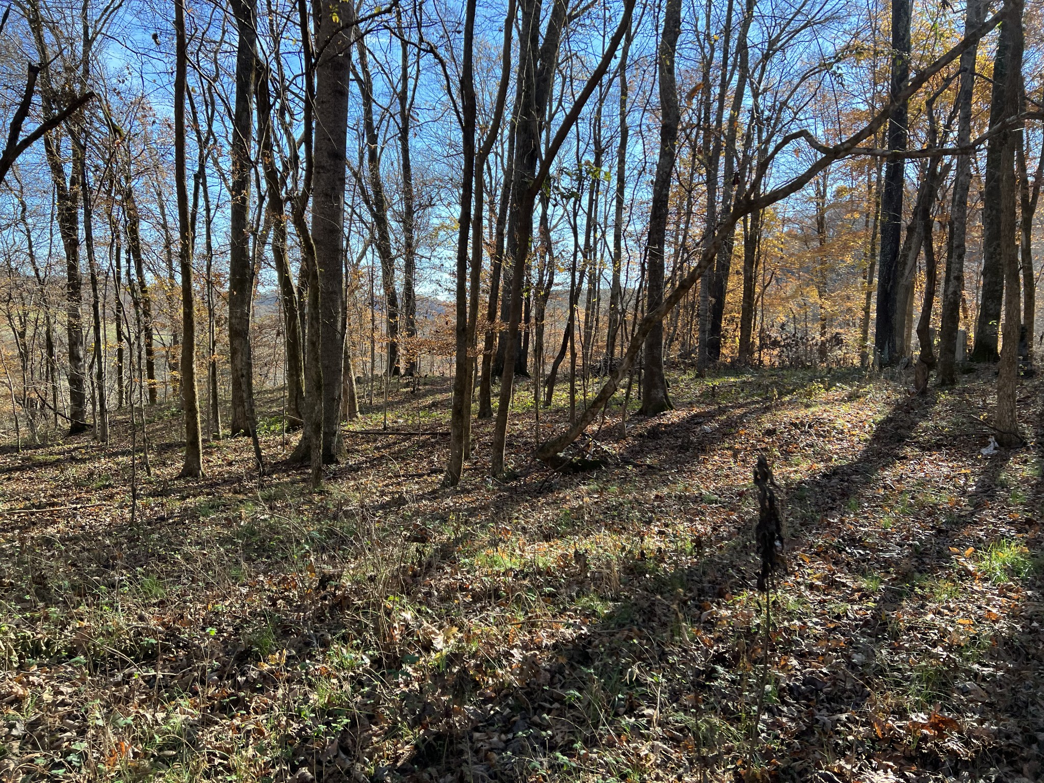 255 Nelson Road Lawrenceburg, TN 38464 - Photo 6 of 67 a view of a backyard with large trees