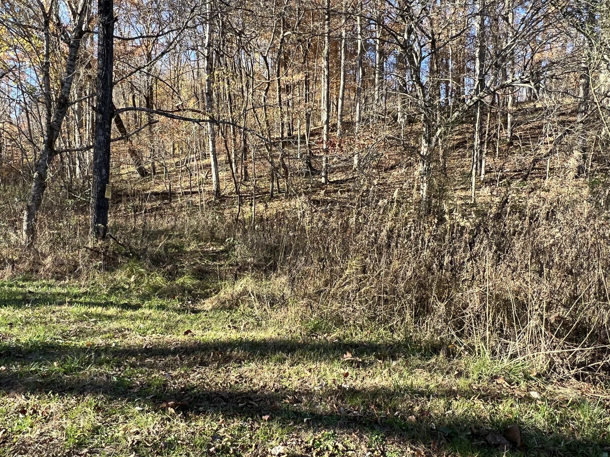 255 Nelson Road Lawrenceburg, TN 38464 - Photo 61 of 67 a view of pathway with yard