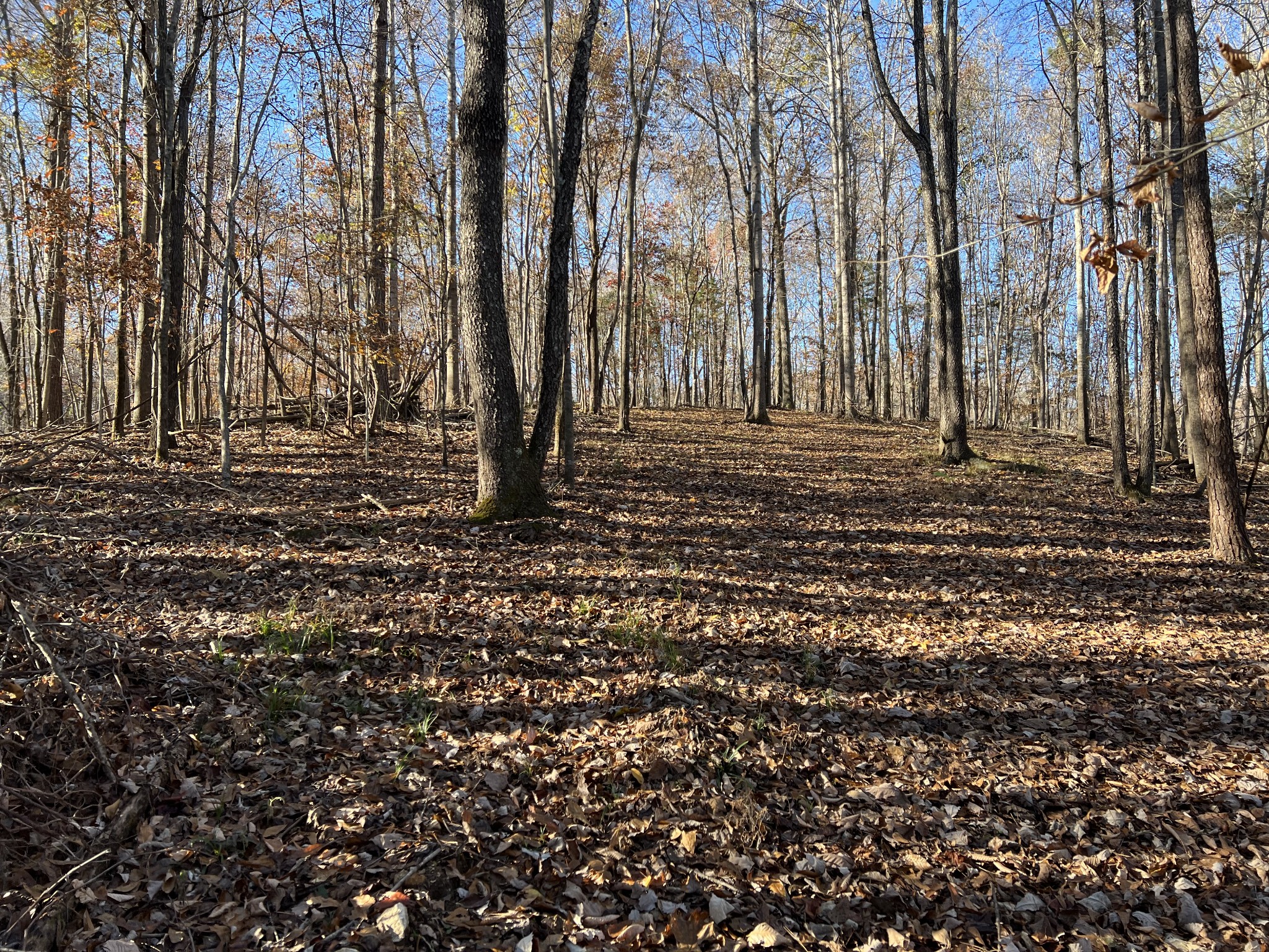 255 Nelson Road Lawrenceburg, TN 38464 - Photo 62 of 67 a view of a yard with trees
