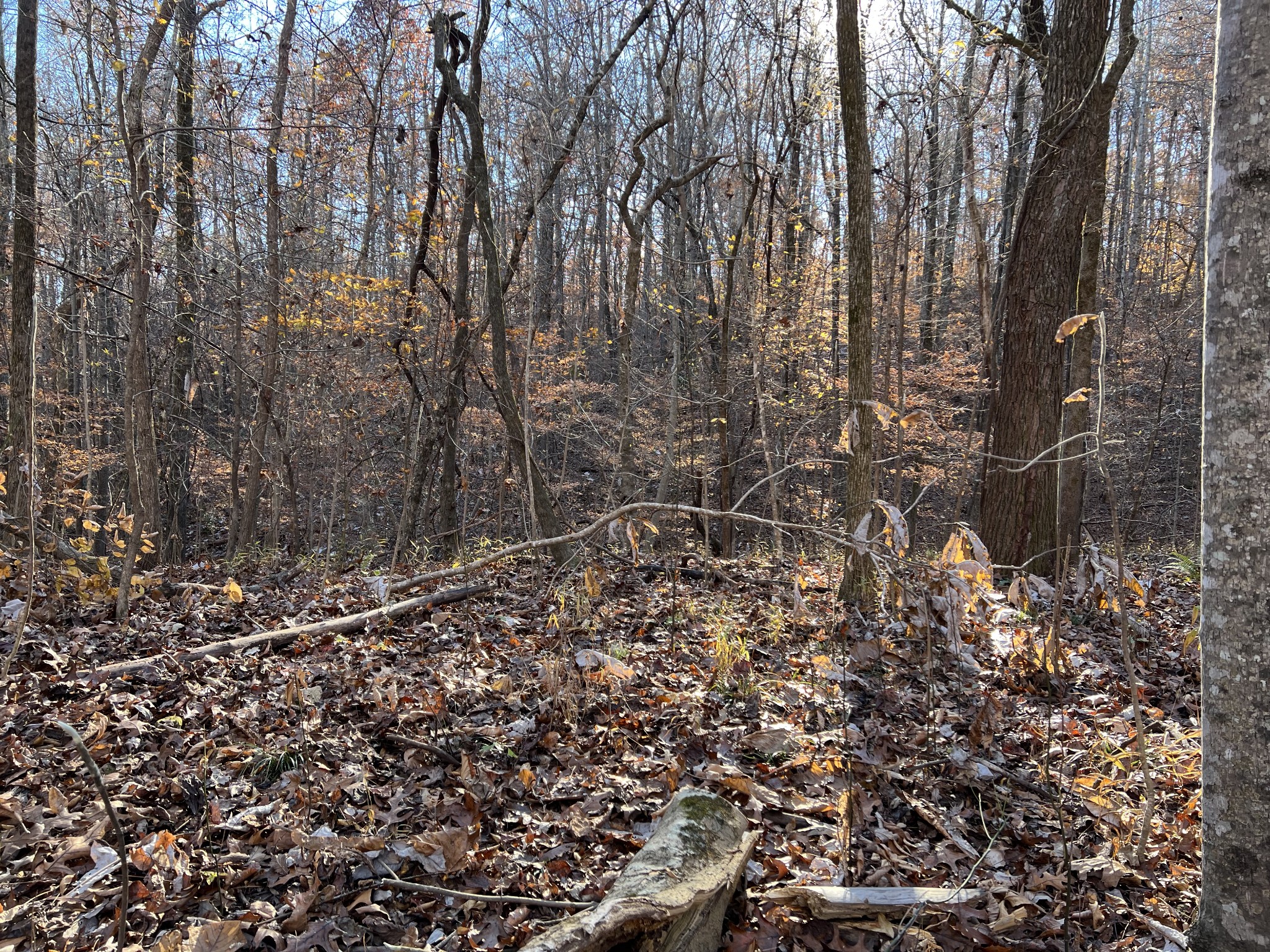 255 Nelson Road Lawrenceburg, TN 38464 - Photo 65 of 67 a view of a forest with a tree