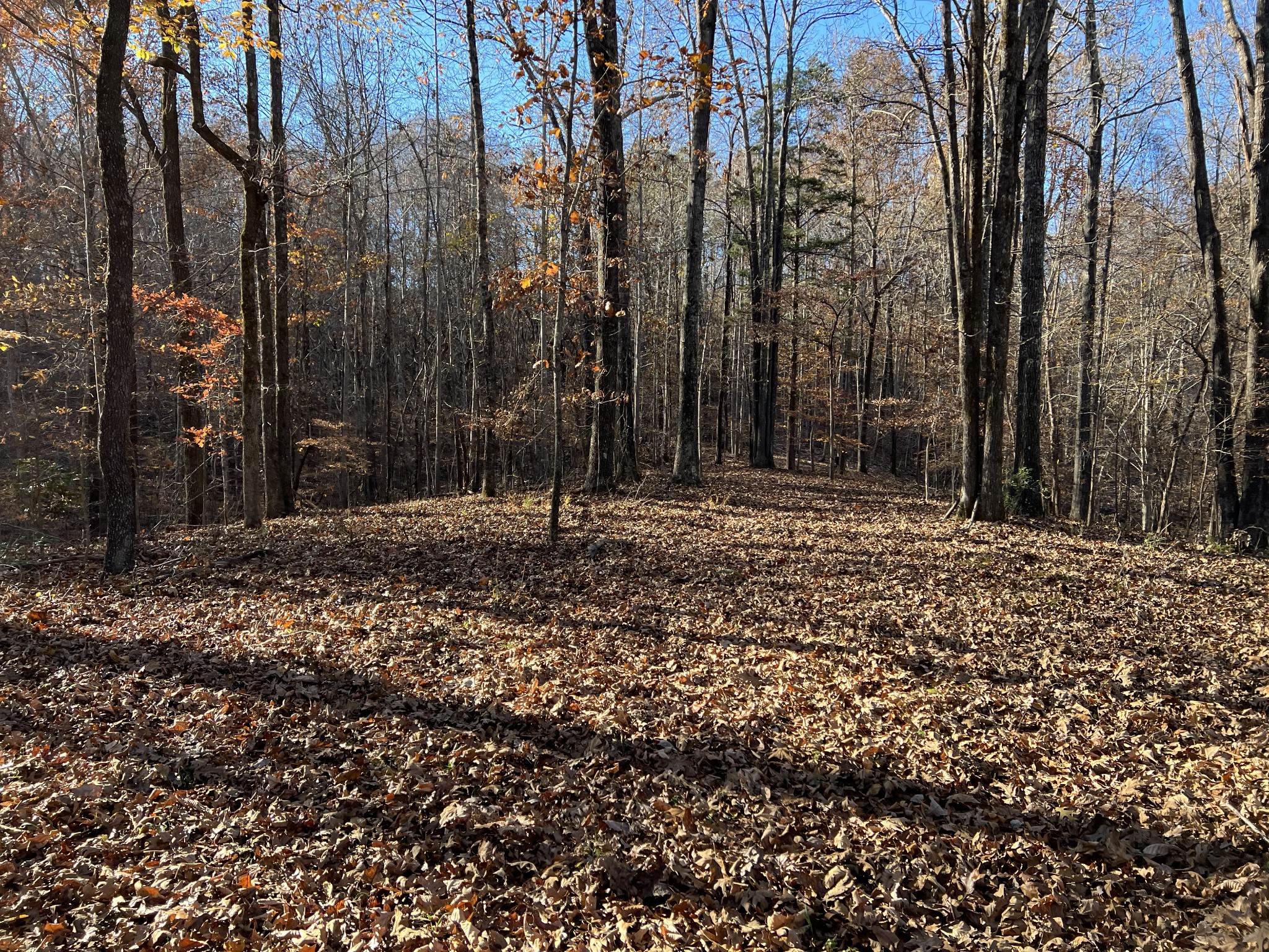 255 Nelson Road Lawrenceburg, TN 38464 - Photo 66 of 67 a backyard of a house with lots of green space