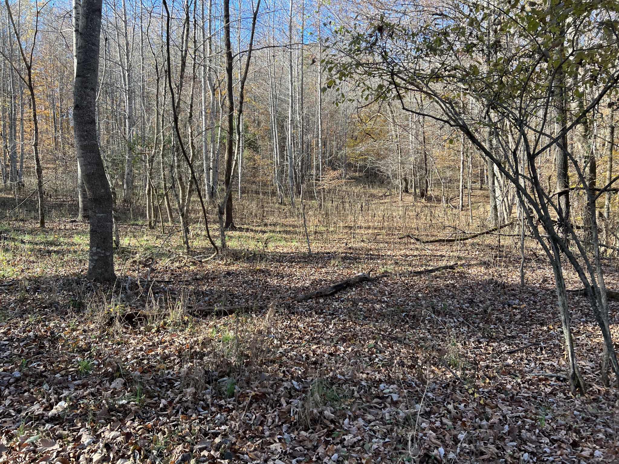 255 Nelson Road Lawrenceburg, TN 38464 - Photo 8 of 67