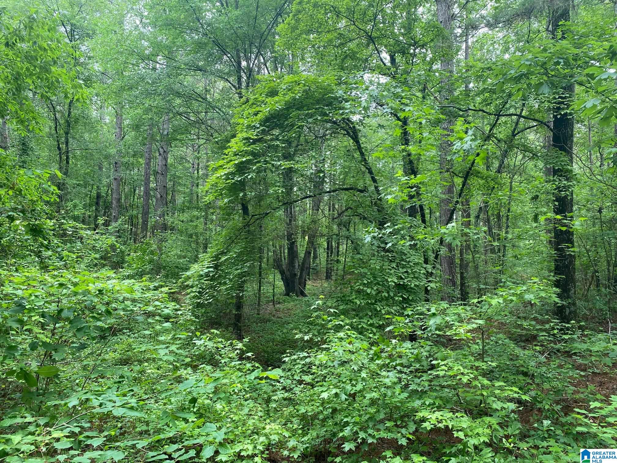 0 Roy Webb Cutoff Road, Unit 2 LOTS Piedmont, AL 36272 - Photo 8 of 10