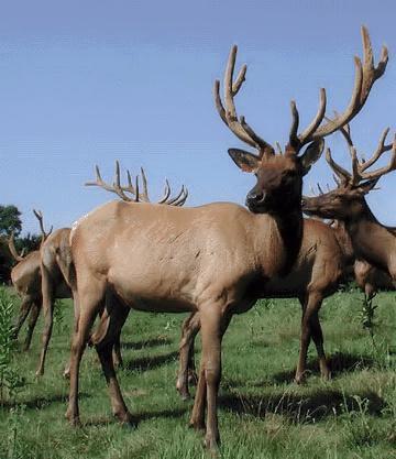 30423 Grosbeak Road Long Prairie, MN 56347 - Photo 24 of 25