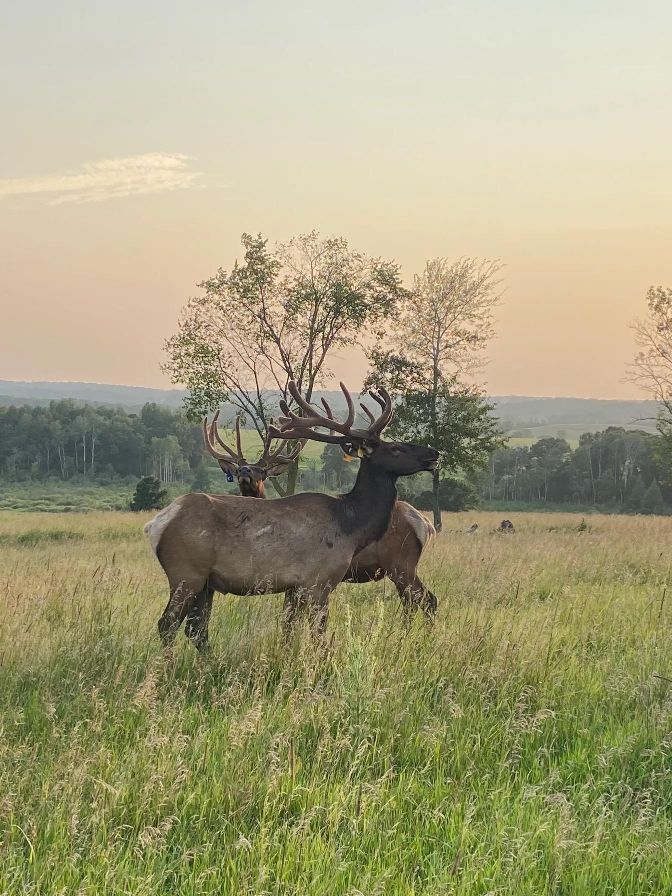 30423 Grosbeak Road Long Prairie, MN 56347 - Photo 3 of 25