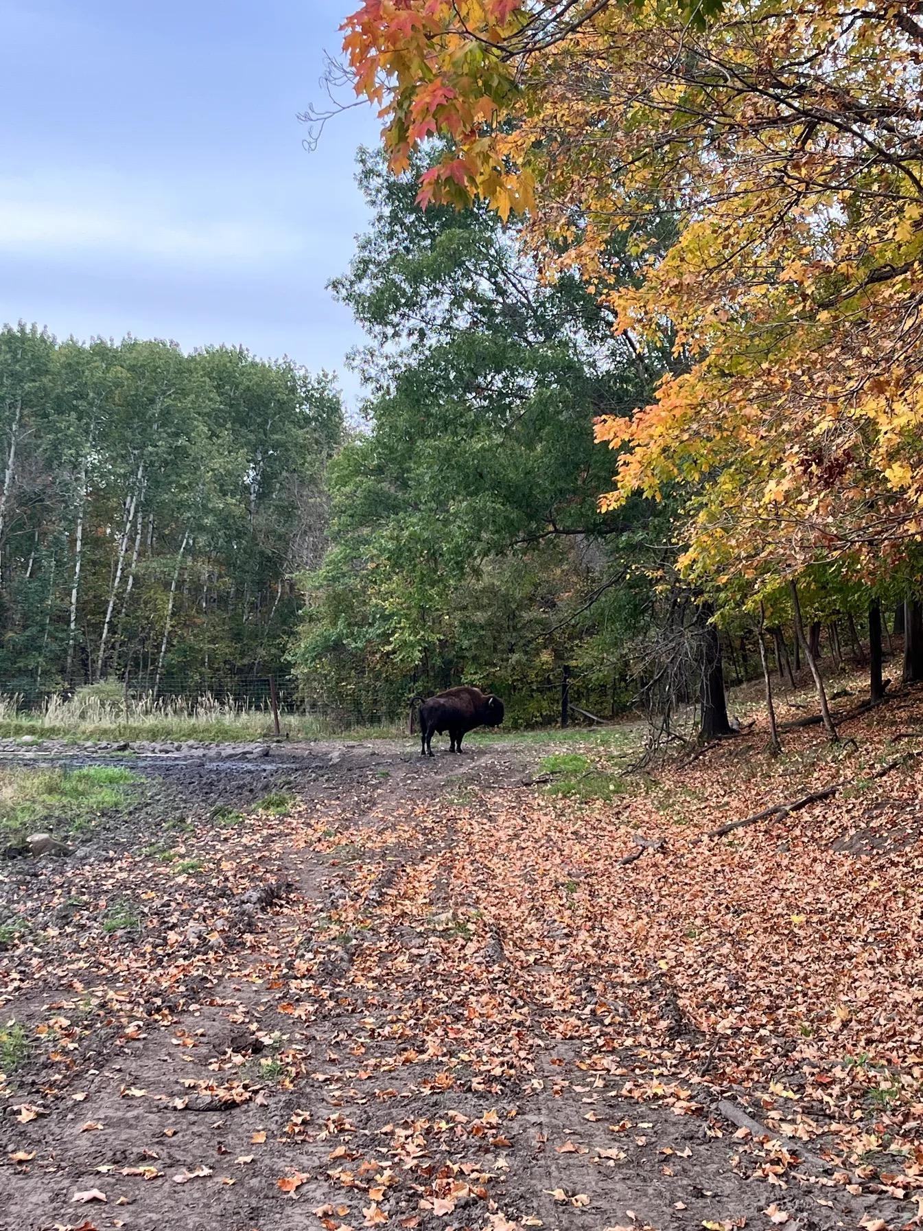 30423 Grosbeak Road Long Prairie, MN 56347 - Photo 6 of 25