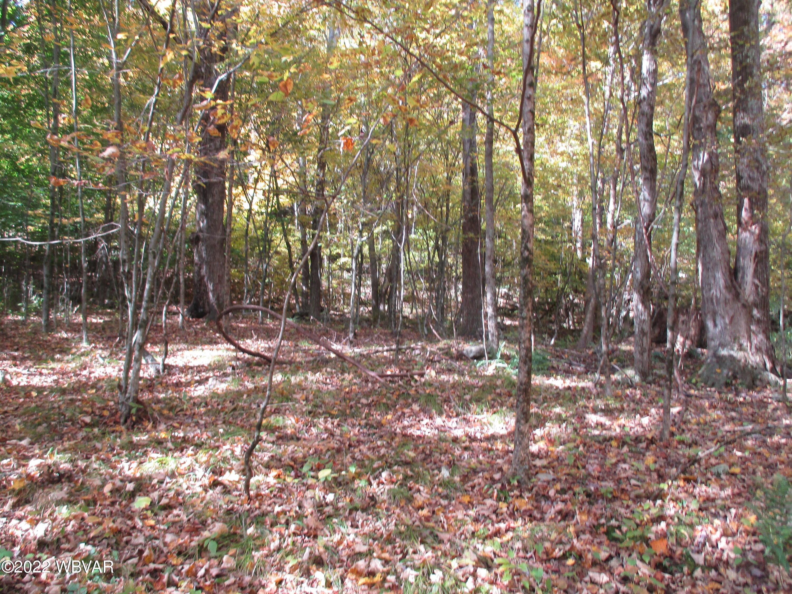 Lake Road Muncy Valley, PA 17758 - Photo 13 of 26 Gallery Image 13