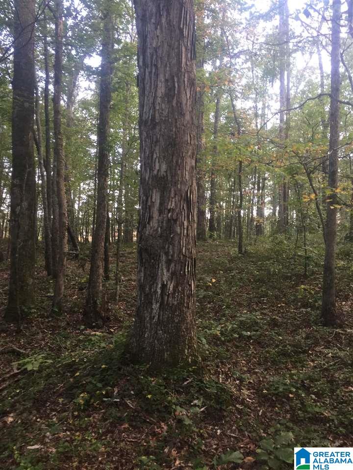 241 Sulphur Springs Road, Unit 9 89 ACRES Lincoln, AL 35096 - Photo 19 of 44