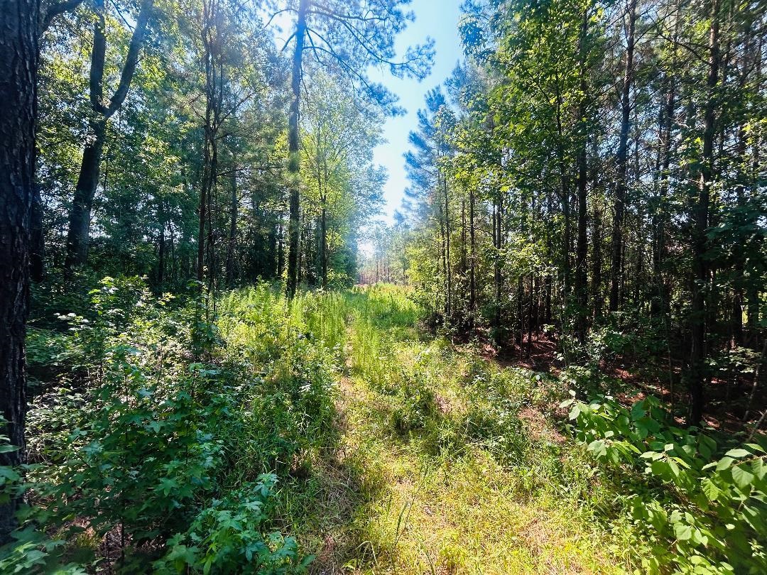 18.3-acres - Turkey Lane Kingstree, SC 29556 - Photo 3 of 9