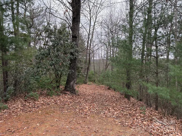 a view of a forest filled with trees