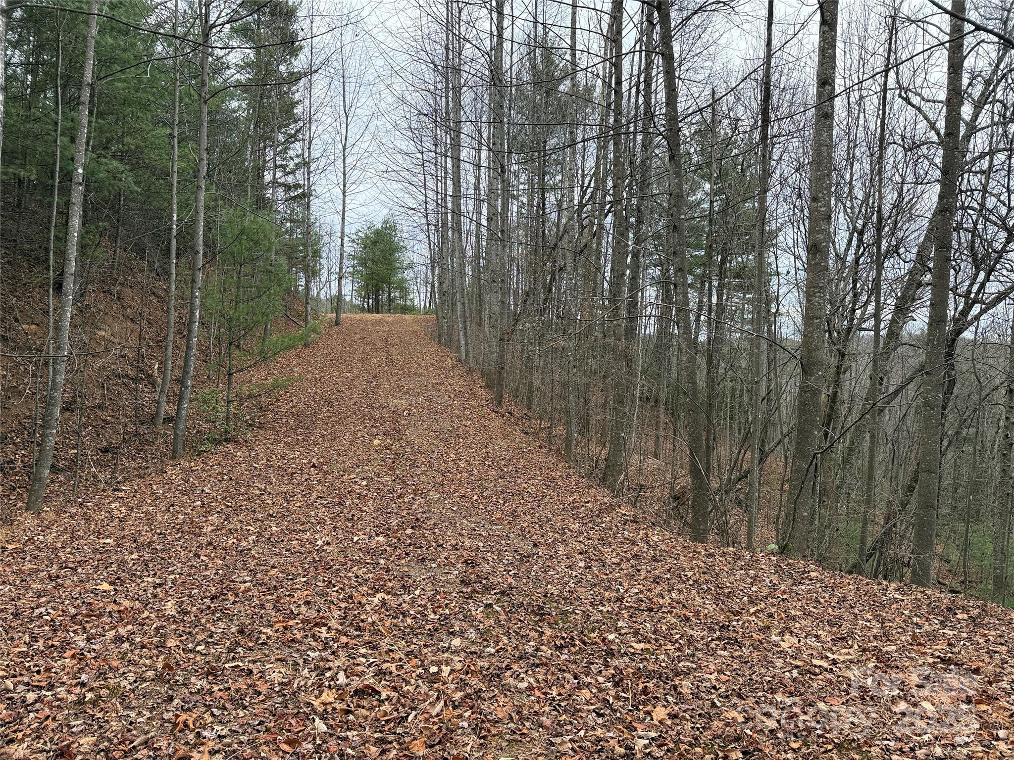 Tbd Casey Mountain Road, Unit 218 Purlear, NC 28665 - Photo 19 of 45 a view of a forest filled with trees