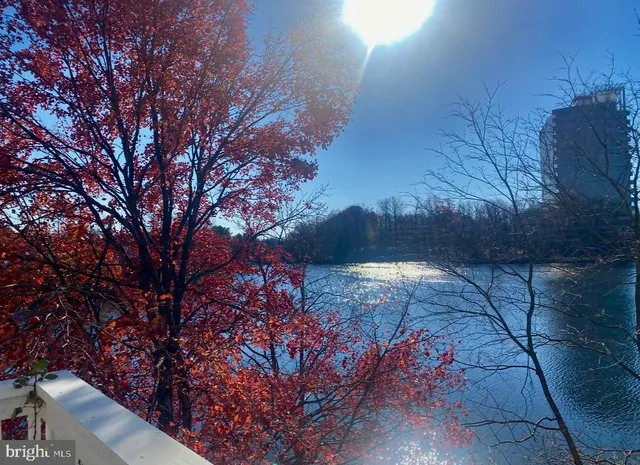 a view of a tree with a tree