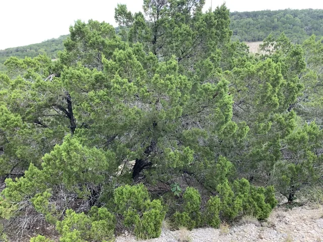 an aerial view of residential house with outdoor space
