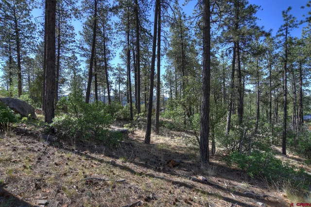 a view of a forest with trees