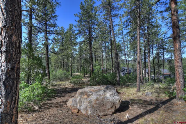 a view of a forest filled with trees