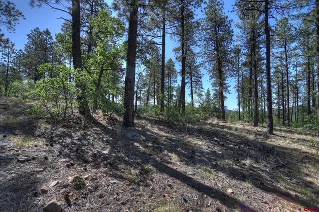 a view of a forest with trees