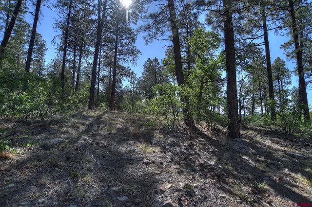 a big yard with lots of green space