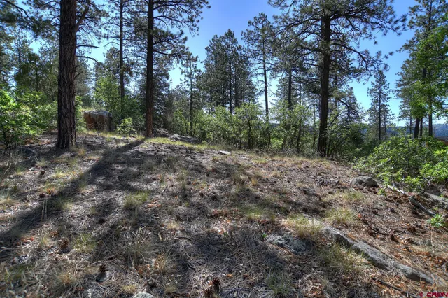 a view of a forest with trees in the background