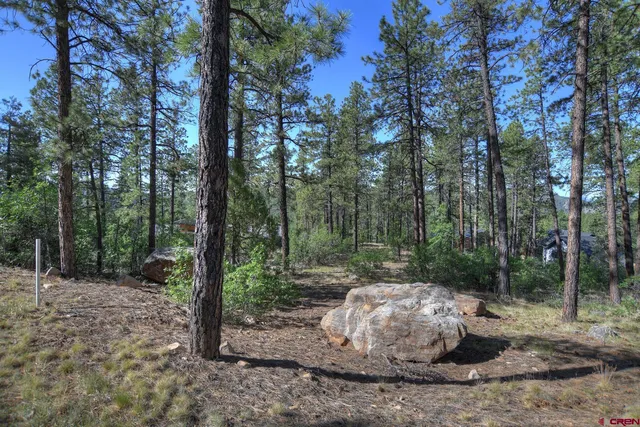 a view of a backyard with large trees