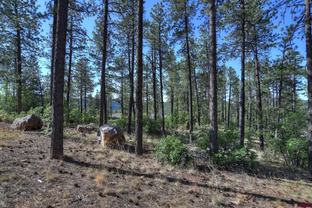 a view of a forest filled with trees