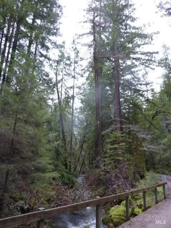 a view of a forest filled with trees