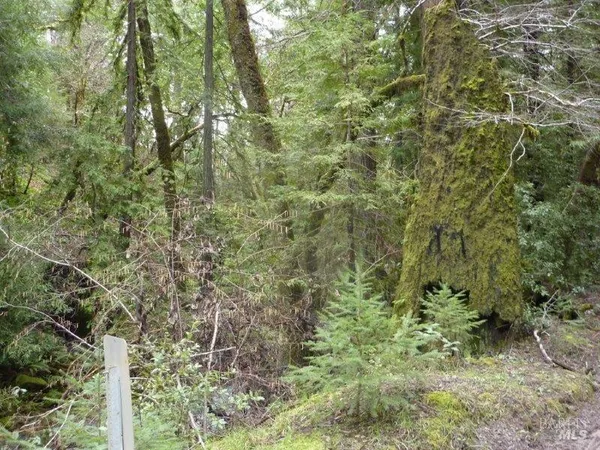 a view of a forest with a tree