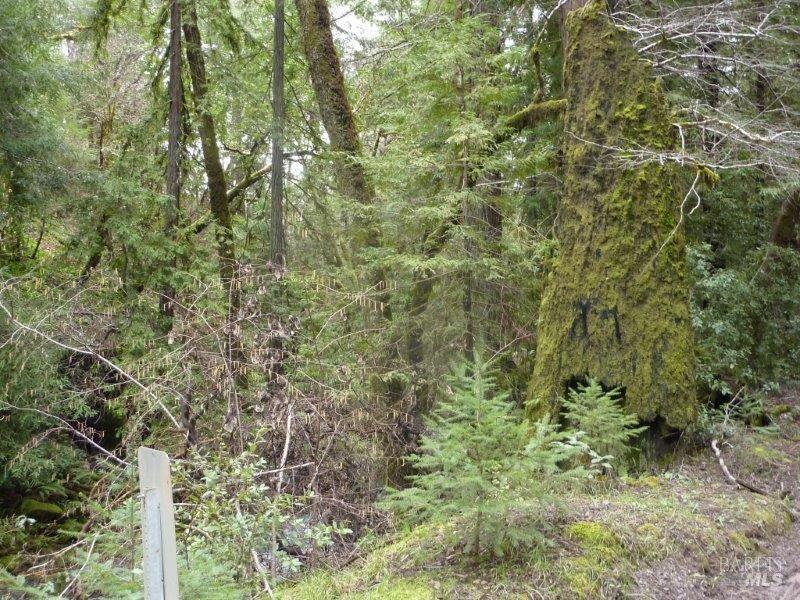 4225 Reeves Canyon Road Willits, CA 95490 - Photo 15 of 19 a view of a forest with a tree