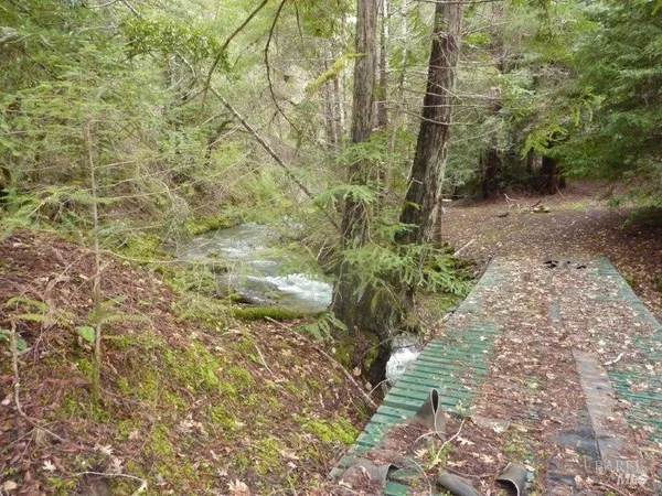 a close up of a plant in a garden