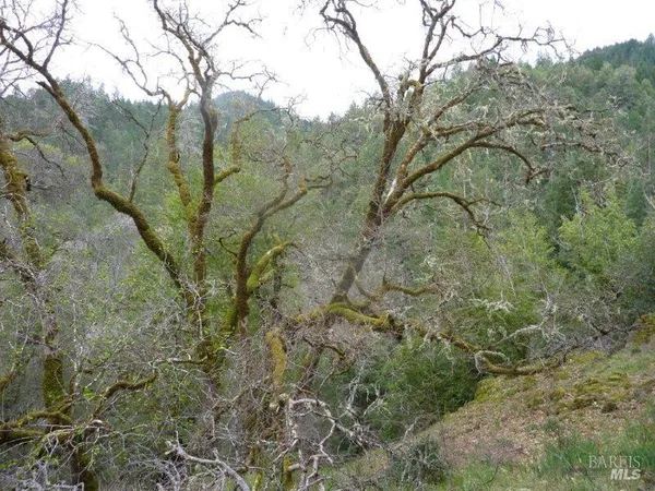 a view of a forest with a yard