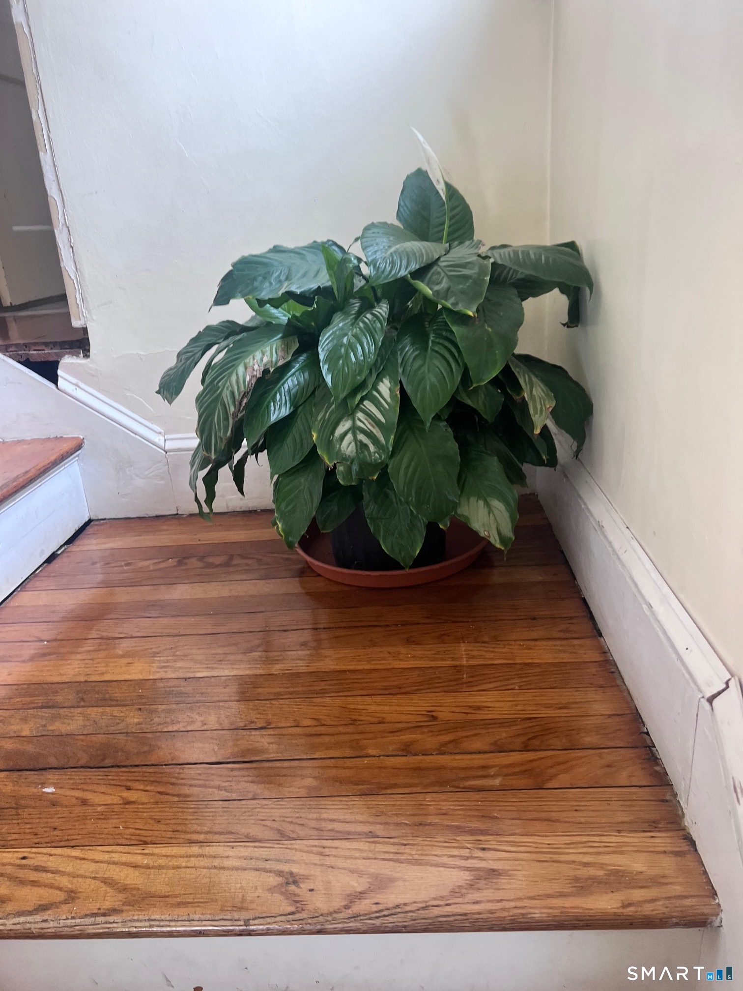 3461 East Main Street Bridgeport, CT 06606 - Photo 27 of 68 a vase of flowers sitting on a floor