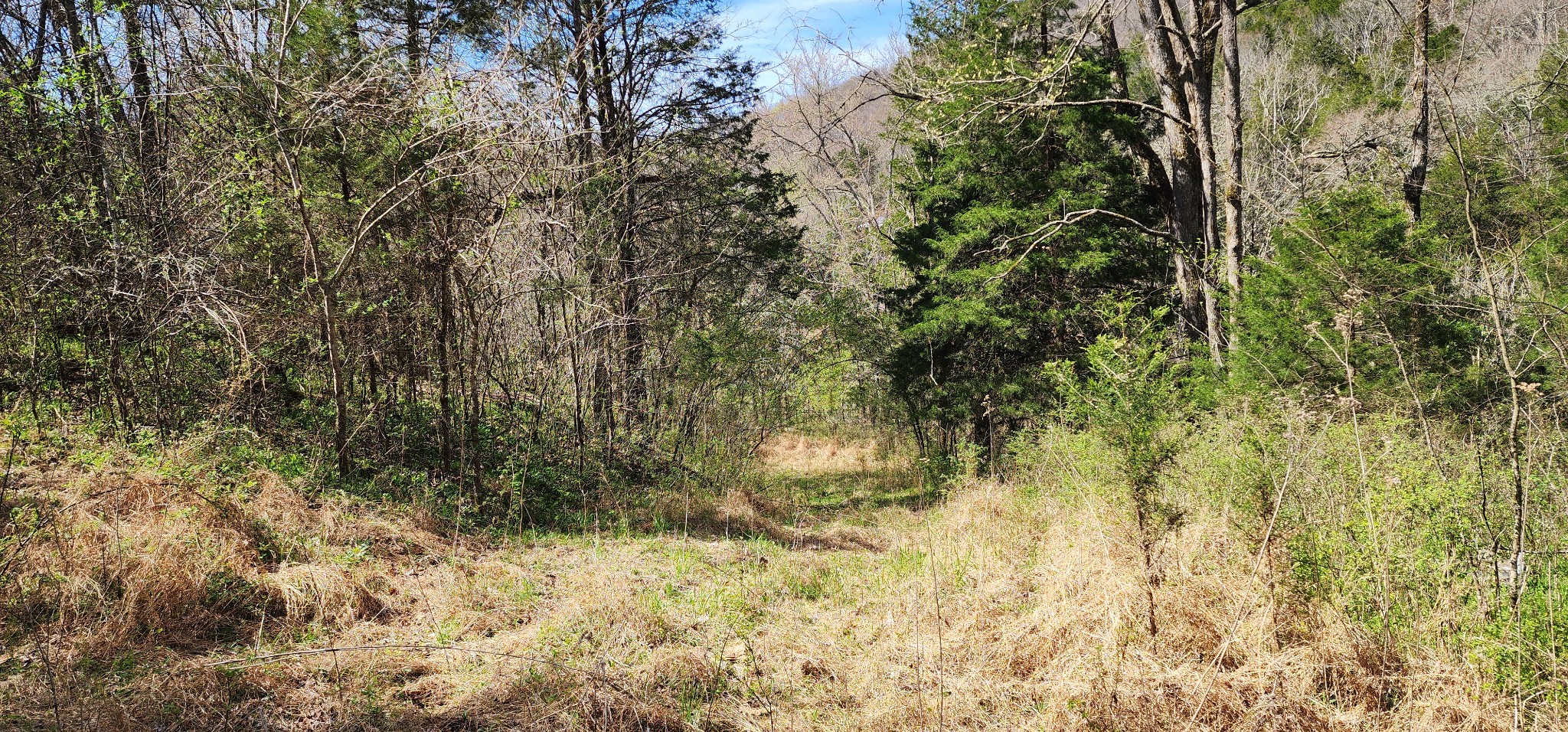 0 Wilson Hollow Road Liberty, TN 37095 - Photo 3 of 11 a view of yard with green space