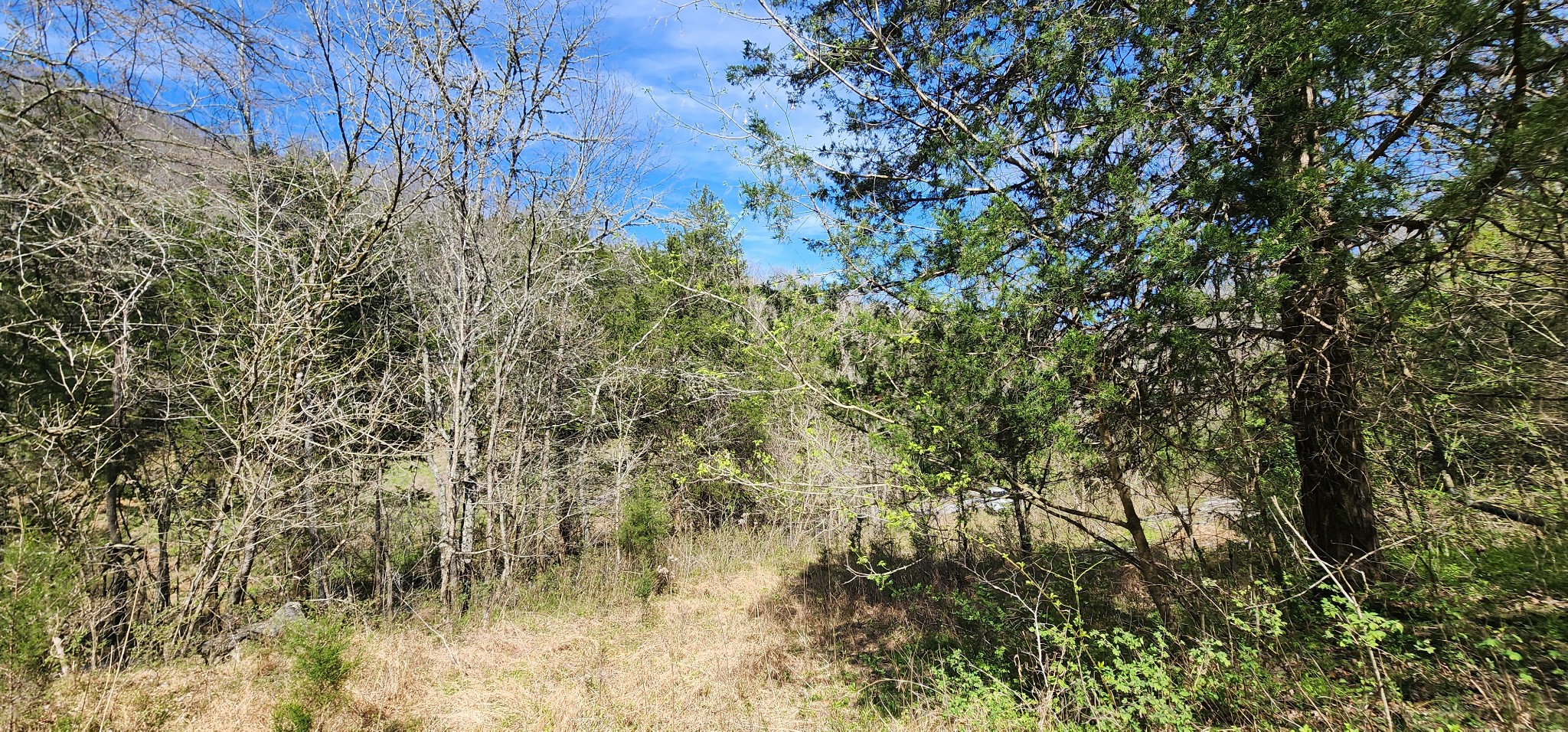 0 Wilson Hollow Road Liberty, TN 37095 - Photo 8 of 11 a view of a lake with a tree