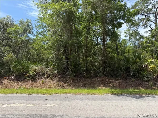 a view of a yard with plants and large trees
