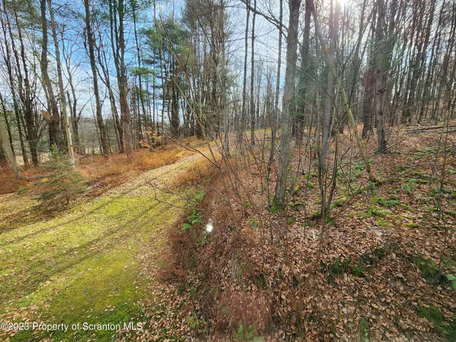a view of backyard with tree