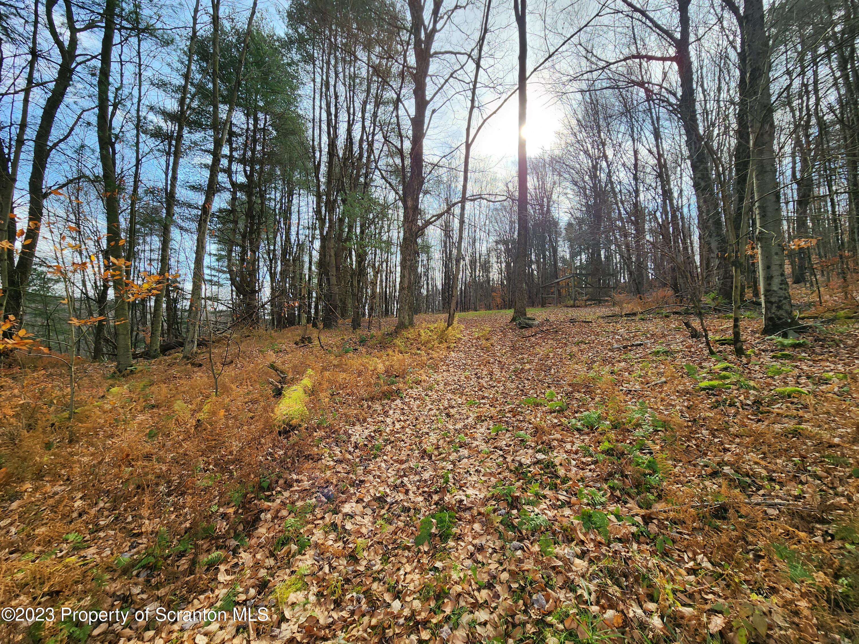 1575 State Rte 2009 Nicholson, PA 18446 - Photo 8 of 54 a view of a yard with trees