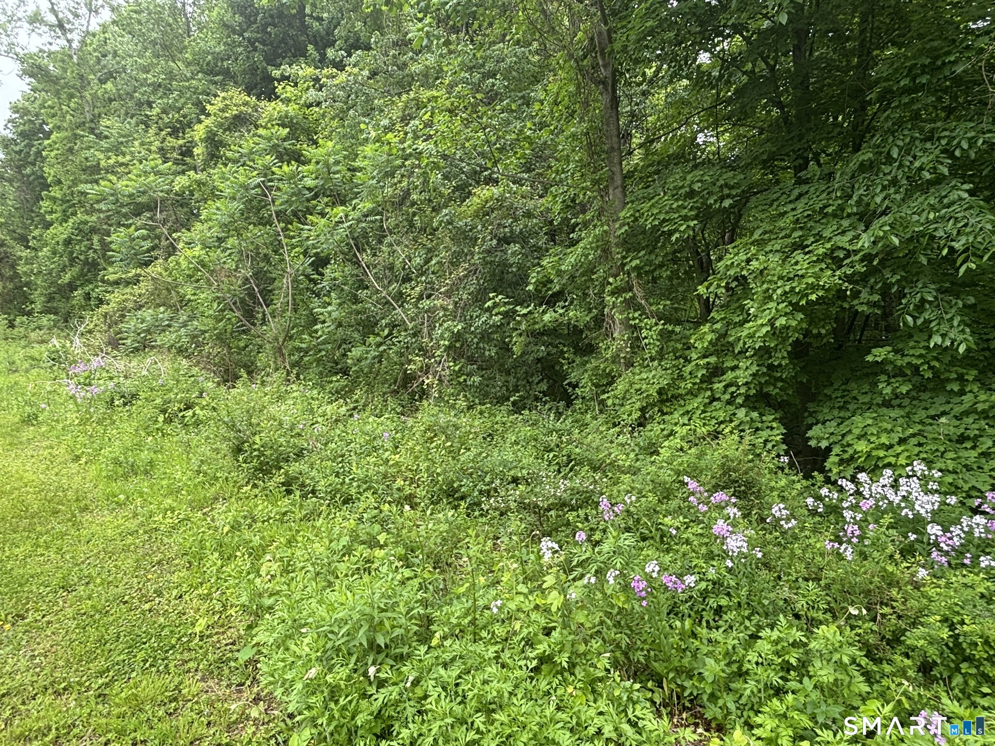 7 Holley Lane Prospect, CT 06712 - Photo 13 of 30 a view of a lush green forest
