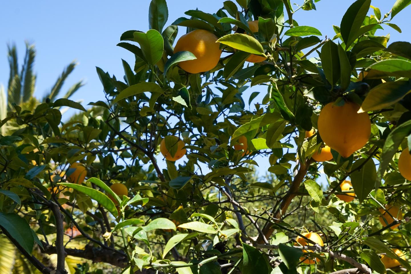 1273 Vista Grande Millbrae, CA 94030 - Photo 34 of 50