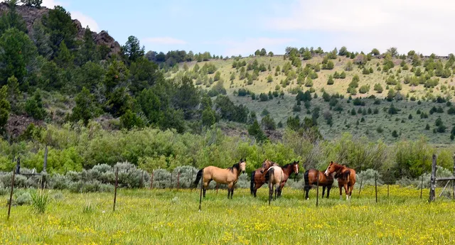 $3,900,000 | Mud Flat Road