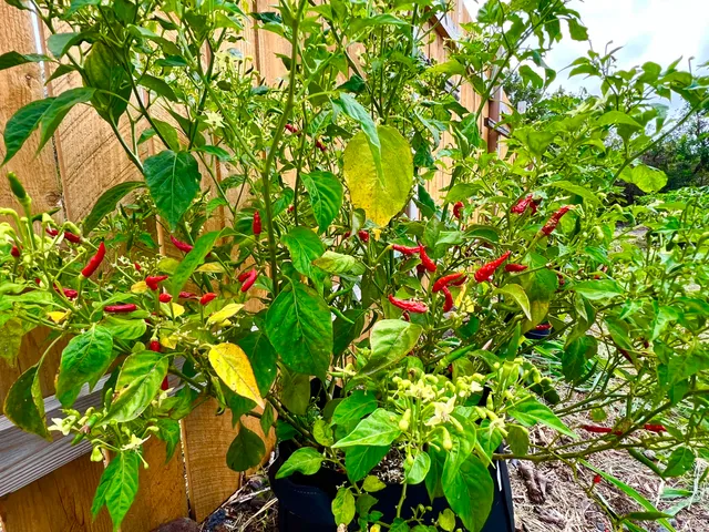 a view of a tree with a plant