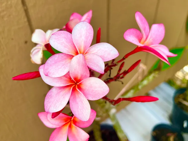 $319,000 | 94-6479 Puukani Road, Naalehu, HI 96772