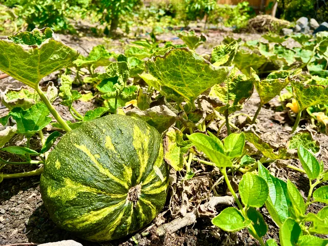 $319,000 | 94-6479 Puukani Road, Naalehu, HI 96772