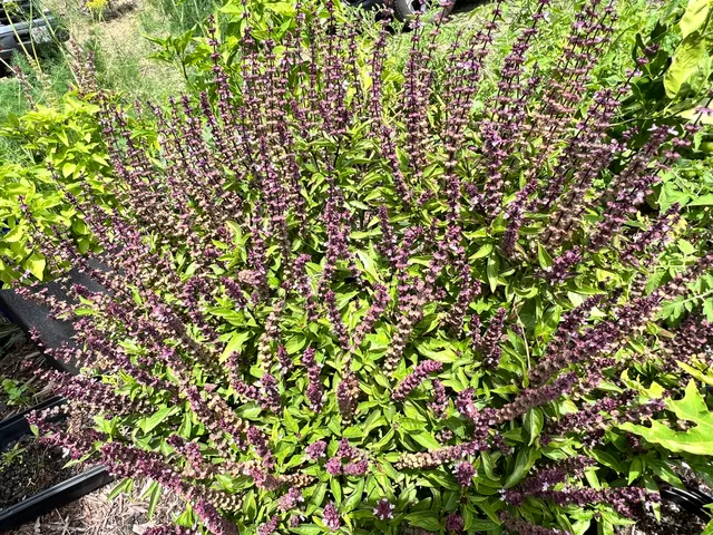 $319,000 | 94-6479 Puukani Road, Naalehu, HI 96772