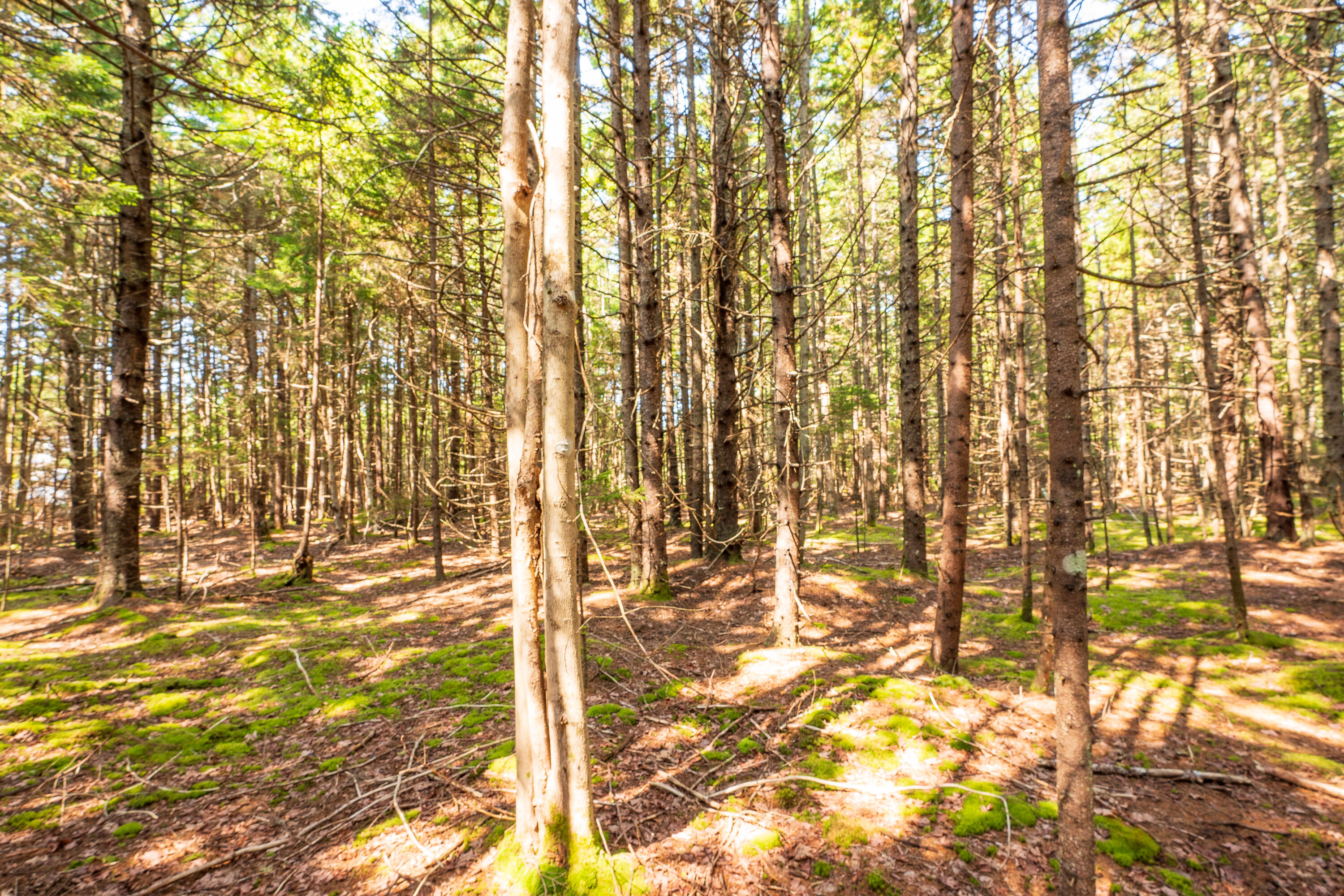 Lot 11 Nahanada Road Bristol, ME 04554 - Photo 10 of 18 19-Lot 11 Nahanada Rd-19