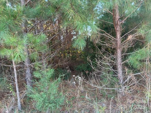 0 Edwards Road Fort Lawn, SC 29714 - Photo 4 of 5 a plant is in a forest